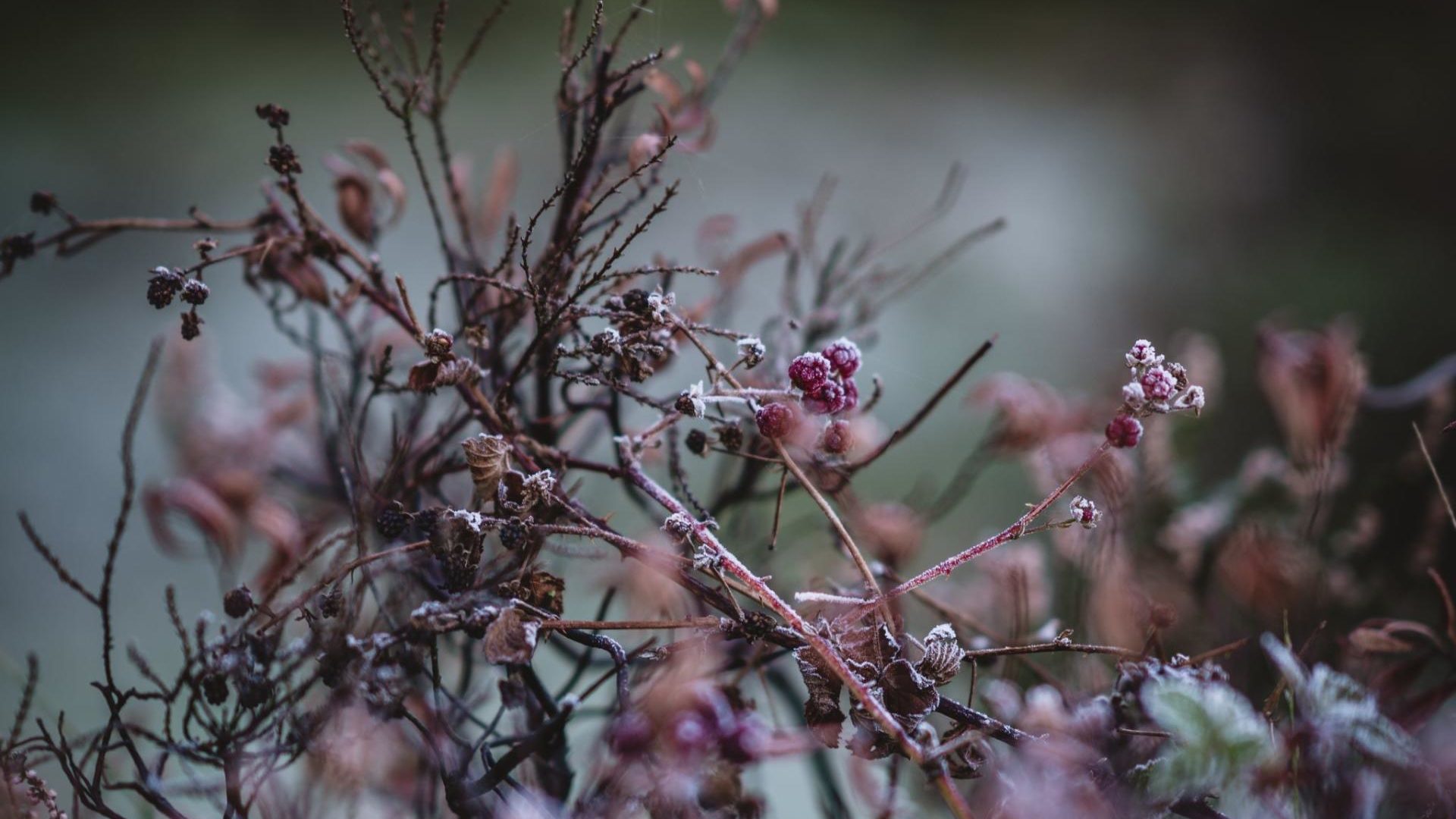 We Are Wrestling With Severe Gifts A Thanksgiving Meditation The Seattle School Of Theology Psychology